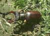 stag beetle